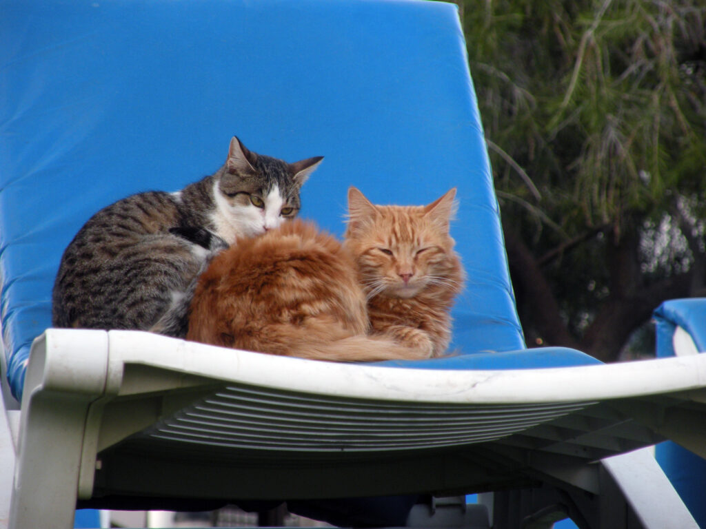 ホテルのプールでくつろぐ猫